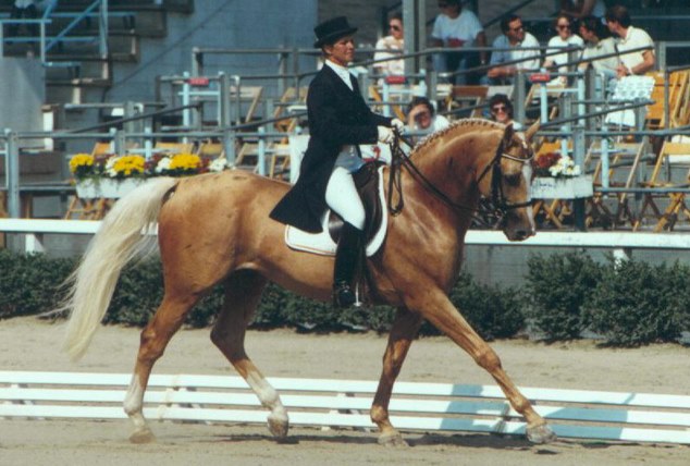 Palomino Thoroughbred Stallion - Glitter Please